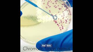 Chromatic Staph aureus