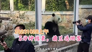 28231028上午 一波5分钟营业时间结束，萌兰居然知道送两脚兽，真的太聪明了，真的是熊精！这样的萌兰怎么能不爱啊！（想要小哥哥相机内存卡啊啊啊啊啊））