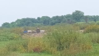 బీచుపల్లి కృష్ణానది ఇసుక బండ్లు-beechupally Krishna river-bulls videos-oxen videos-cattle videos-ox🐂