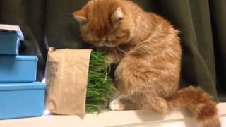 猫草を食べるのが下手すぎるエキゾチックショートヘア - The cat which is too poor at eating cat grass