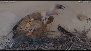 ברוך הבא לעולם גוזל נשרים שני לעונה Exciting! A second Griffon nestling for 2023 breeding season2023