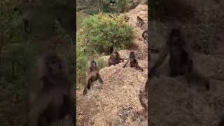 Wild Galata baboons in Simien Mountains National Park Ethiopia￼￼ .. Subscribe for lots more!