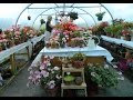 Liga's Pelargonium Castle - a passion for pelargoniums