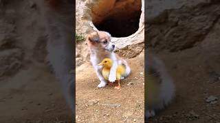 কুকুরছানা এবং হাঁসের সানার বন্ধুত্ব।Friendship of puppy and duckling #friendship #shorts