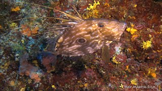 Diving Murter Croatia 2018