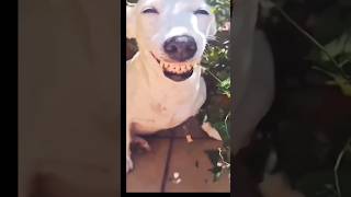 🐕‍🦺🐕‍🦺 உனக்கு கண் தெரியடா நாயே....🤣🤣#shorts#trending #comedy#shortvideos#funny#dog#doglover