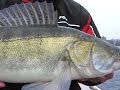 kopie van fox zander pro shad