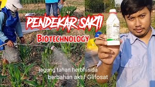 Syngenta indonesia keluarkan benih jagung terbarunya@motivasi_cerdas