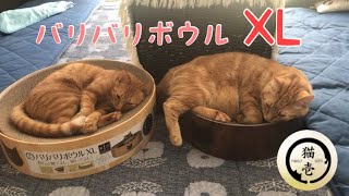 【モカ\u0026ラテ】バリバリボウルXL大きめサイズ使ってみた😼