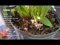 canna lily explained cannaceae or achira or canna indica