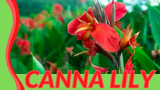 Canna Lily Explained! (Cannaceae or Achira or Canna Indica)