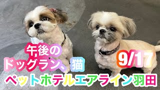 9/17 午後☁️〜ワンちゃんドッグラン〜猫ちゃん〜ご様子です♪羽田空港近くのペットホテルエアライン羽田にご宿泊中のペットちゃん達です♡無料送迎なので楽々チェックイン