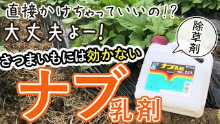 さつまいもに直接かけても大丈夫！栽培中期の除草に便利！