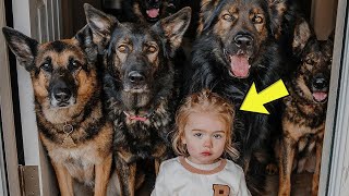 I Thought My German Shepherds Were Playing Guard–Then I Realized What They Were Protecting Her From!