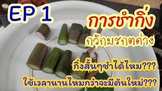 การชำกิ่งกวักมรกตด่างEP1#กวักมรกตด่าง​#การขยายพันธุ์กวักมรกตด่าง#การชำกิ่งกวักมรกตด่าง