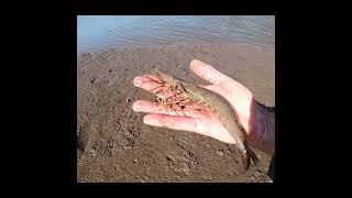 Tiger Prawns Gonubie River #fishingsouthafrica #fishing #lighttackle #easterncape #catchandrelease