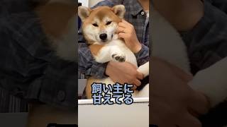 テレワークwith柴犬 #dog #テレワーク #休憩中 #在宅勤務 #犬との暮らし #犬 #japan #縄文柴犬 #癒し #柴犬との暮らし #可愛い