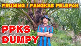 pruning sawit GONDRONG PPKS DUMPY @Sawitgarap2066  #kelapasawit #sawit #subscribe #palmkingpro