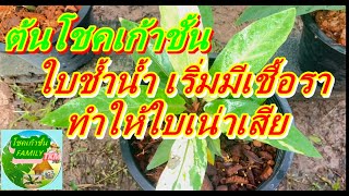 ต้นโชคเก้าชั้น ใบช้ำน้ำ เริ่มมีเชื้อราทำให้ใบเน่าเสียได้ EP.314