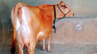 ਟੌਪ ਕੁਆਲਟੀ ਜਰਸੀ ਗਾਂ ਵਿਕਾਉ ਬਹੁਤ ਖੂਬਸੂਰਤ #top#cow#jersey