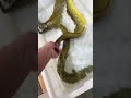 fresh eels coconutfoodies shorts seafood fish