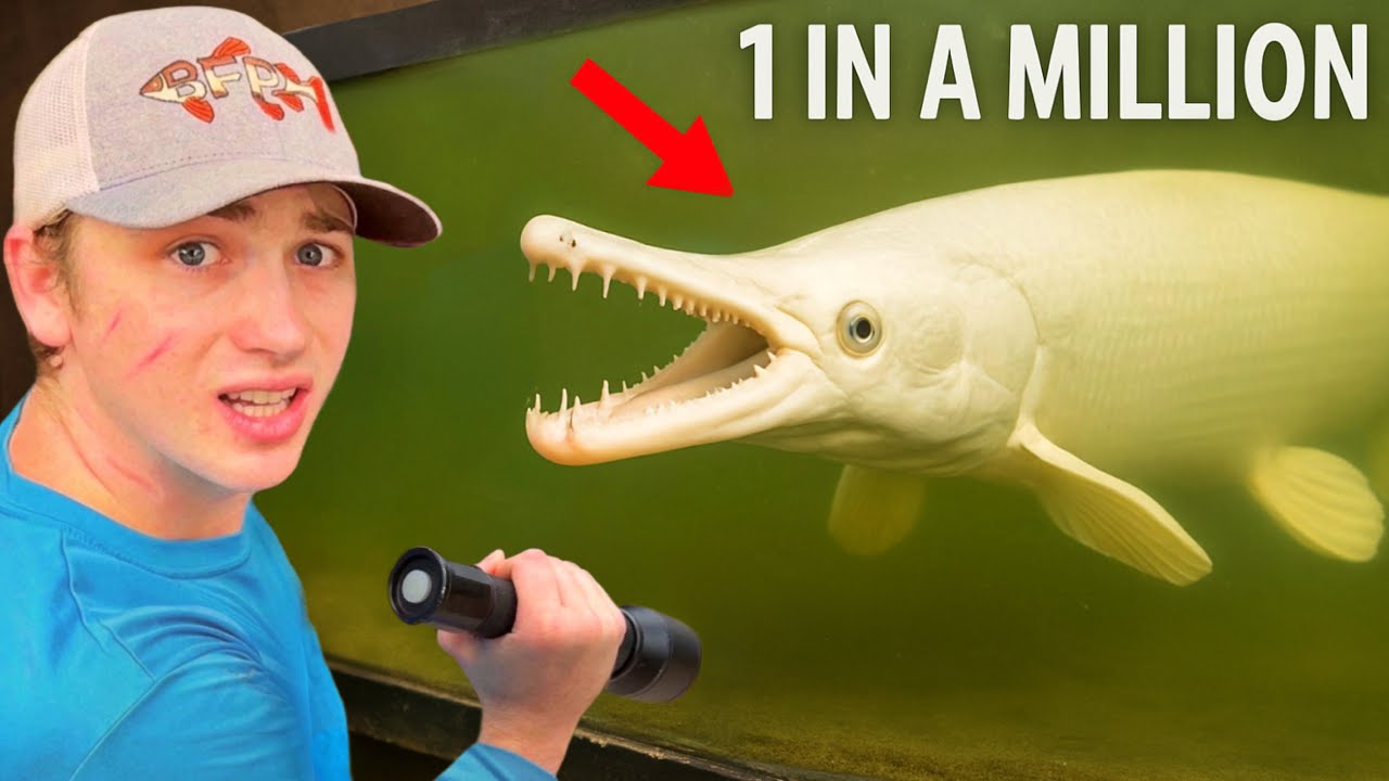 I Bought The Rarest Fish In The World Youtube