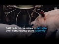 FAO recommendations to prevent the spread of African Swine Fever in the Americas