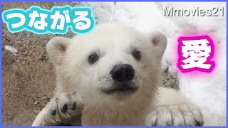 Polar Bear mom and baby public practice at Asahiyama zoo-Love was conveyed by grandmother