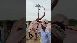 🚩🙏ಕರ್ನಾಟಕ ಕಿಂಗ್ ಮುರಗುಂಡಿ❤️‍🔥🚩#bull #bailgada #trending #viralvideo #kannada #farming #janapada