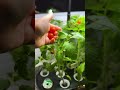 ahopegarden look at my tomatoes they are growing like crazy hydroponics indoorgarden tomato