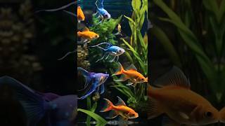 Relaxing Fish Tank with Beautiful Gold fish #fish #aquarium #viralvideo  #shorts