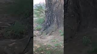 VID 20220531 131345 Snake. Yes.Up the tree she goes.