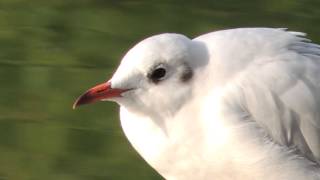 screaming seagull