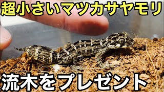 超小型のかわいいヤモリに流木をプレゼントしました【爬虫類】マツカサヤモリ