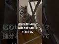 狭い所で落ち着いていた猫　そらくん　 shorts ゴロン猫のそらくんチャンネル