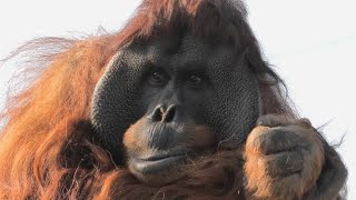 行動派のイケメン  バリ　浜松市動物園　スマトラ オランウータン