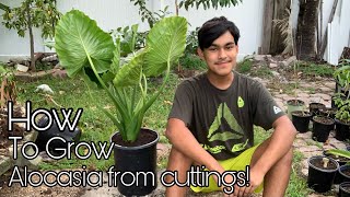 How To Grow Alocasia From Cuttings!✨🌿S:2,Ep.18//Ultimate Gardening