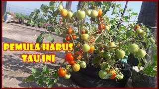 PANDUAN LENGKAP CARA MENANAM TOMAT DI POLIBAG UNTUK PEMULA | HOW TO GROW TOMATO AT HOME