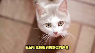 为什么说猫有九条命？