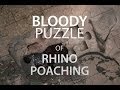 The Bloody Puzzle of Rhino Poaching