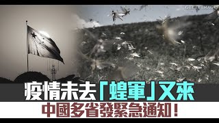 疫情未去「蝗軍」又來 中國多省發緊急通知！｜中國一分鐘