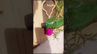 Portulaca Day 1 to Day 30 time lapse😍😍😍😇 #shortsfeed