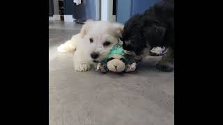 Snowbell Schnauzer