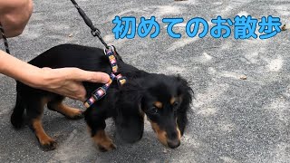 【カニンヘンダックス】エトワの成長記録　初めてのお散歩　ダックス子犬の初お外　初めてのご挨拶は上手に出来るのか