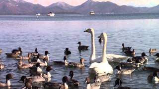 猪苗代湖のカモと白鳥 #8 【2014年11月17日】 Ducks and swans of Lake Inawashiro #8