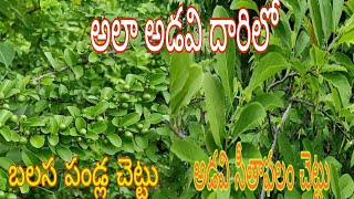 Forest visit || find Wild fruit || అడవి సీతాఫలం  || బలుసా ప‌ండ్ల చెట్టు