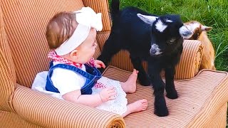 GOAT Is Funny And Cute - Funny Goat Videos || PETASTIC 🐾