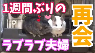 【チンチラ】発情期が終わって、1週間ぶりに再会したラブラブチンチラ夫婦