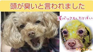 頭だけが臭くなる先住犬【トイプードルの🐕りん\u0026のん】