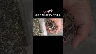 穏やかな手乗りツノガエル2024.6.6#frog #pacmanfrog #クランウェルツノガエル #ツノガエル